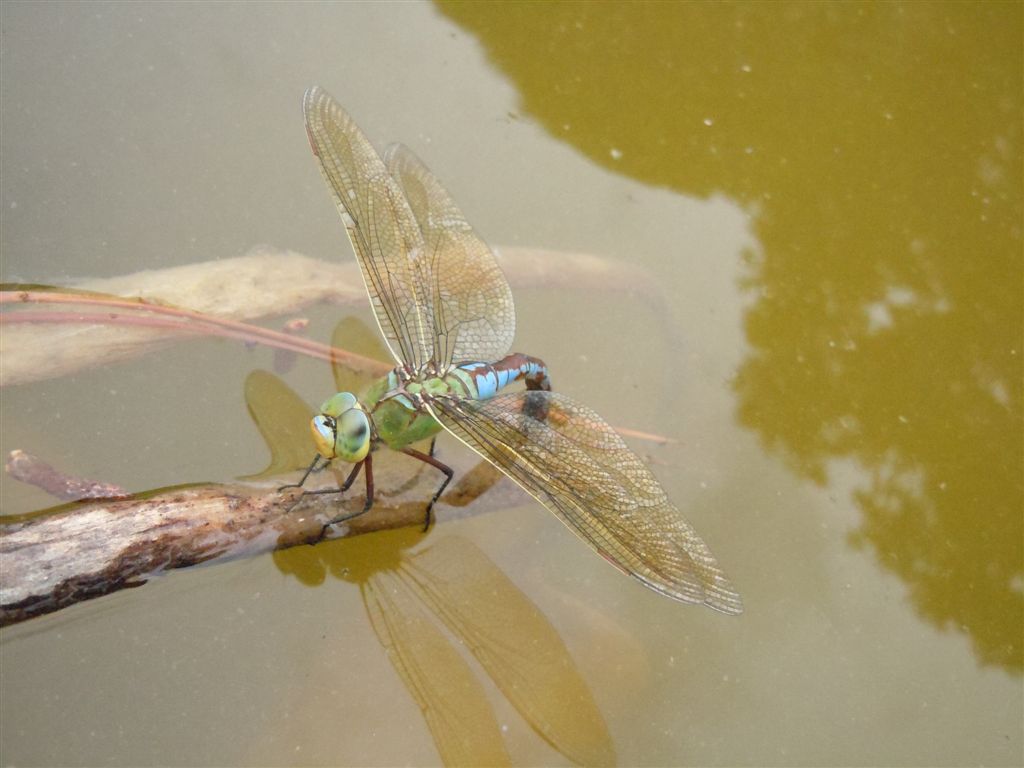 Anax imperator in ovoposizione